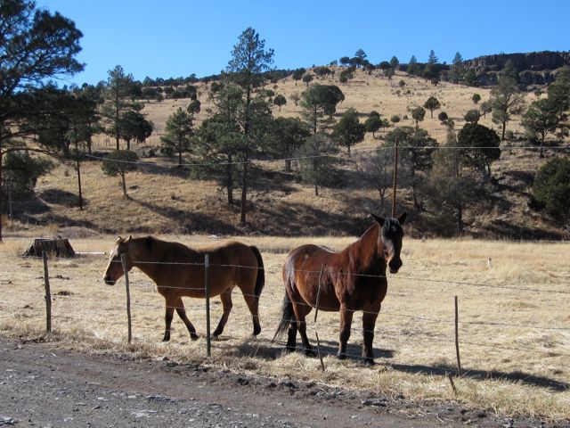 Horses at the dude ranch.