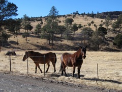 Horses at the dude ranch.