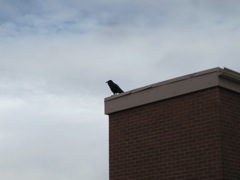 A crow takes it all in