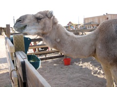 Yes, we had camels in the Wild West