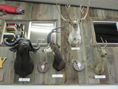 Cape Buffalo, Sable, Deer and Caribou