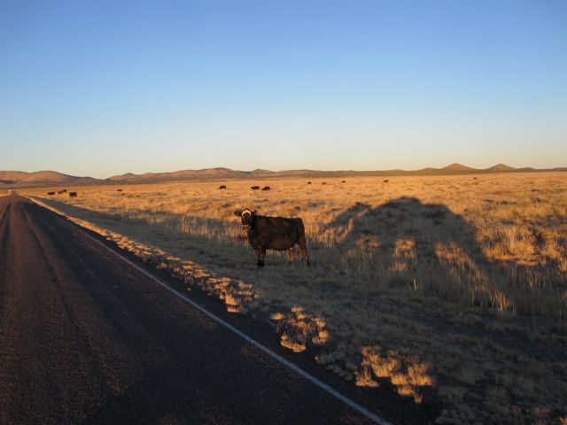 Cows of the VLA
